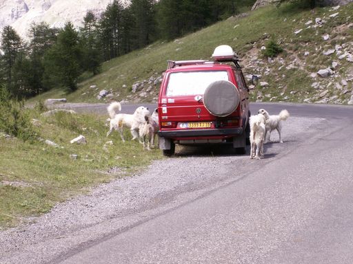 Ils ont tous quitté le troupeau pour inspecter le véhicule intrus. 